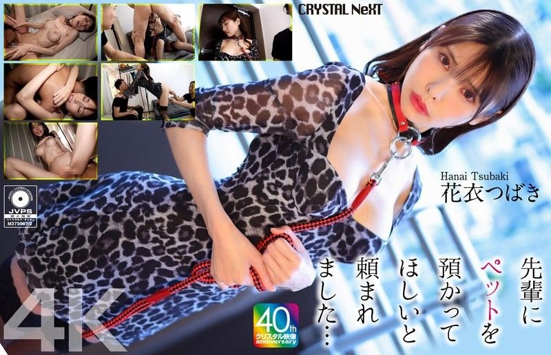 CRNX-254 [4K] 學長拜託我照顧他的寵物…花衣椿